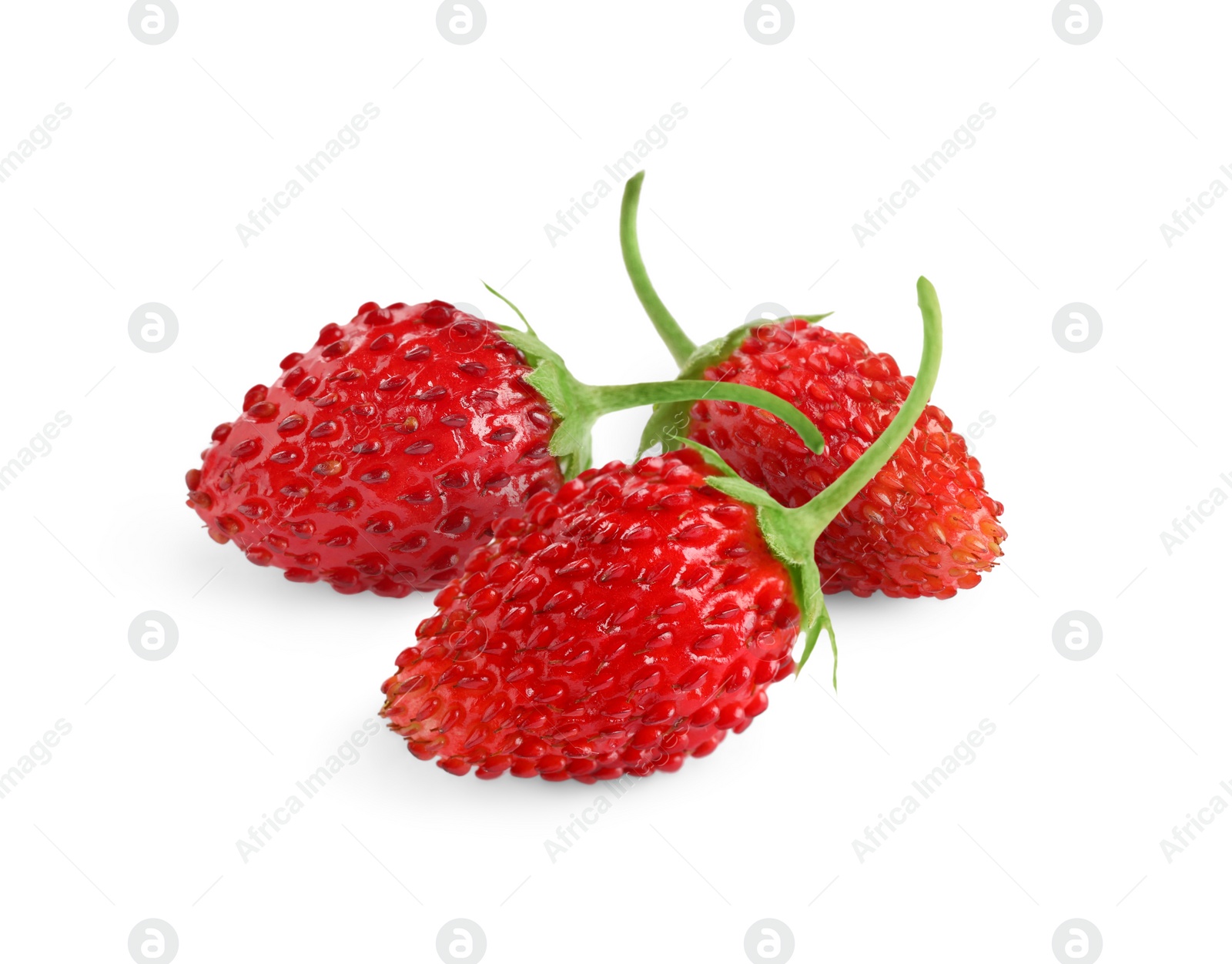 Image of Fresh ripe wild strawberries isolated on white