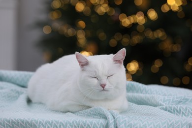 Photo of Christmas atmosphere. Cute cat lying on light blue blanket in cosy room