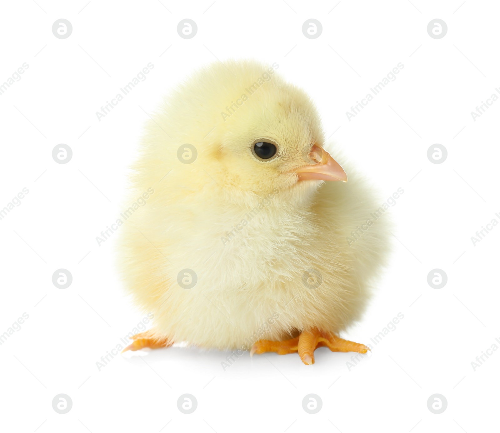 Photo of Cute fluffy baby chicken on white background. Farm animal