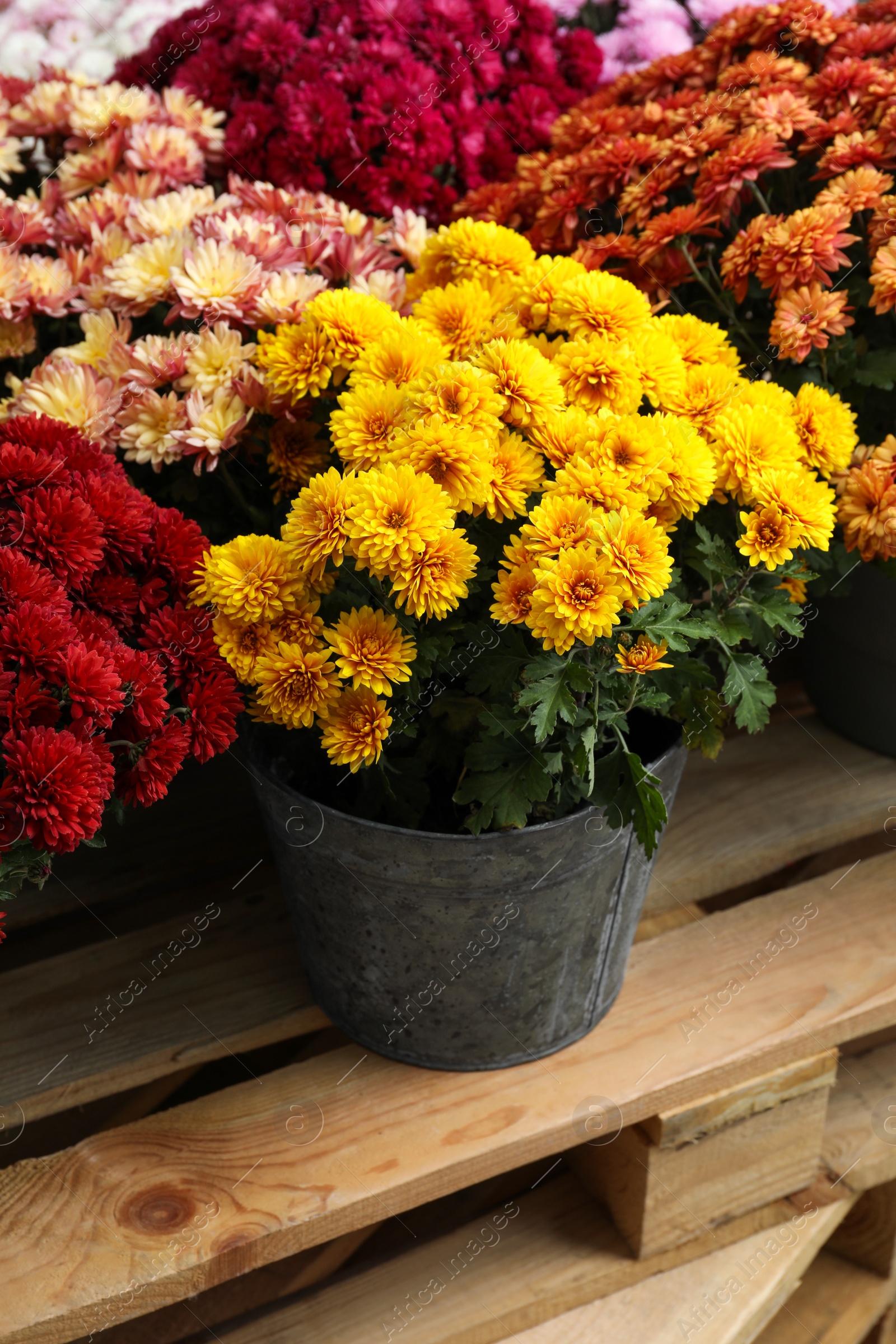 Photo of Beautiful different color Chrysanthemum flowers in pots on wooden pallet