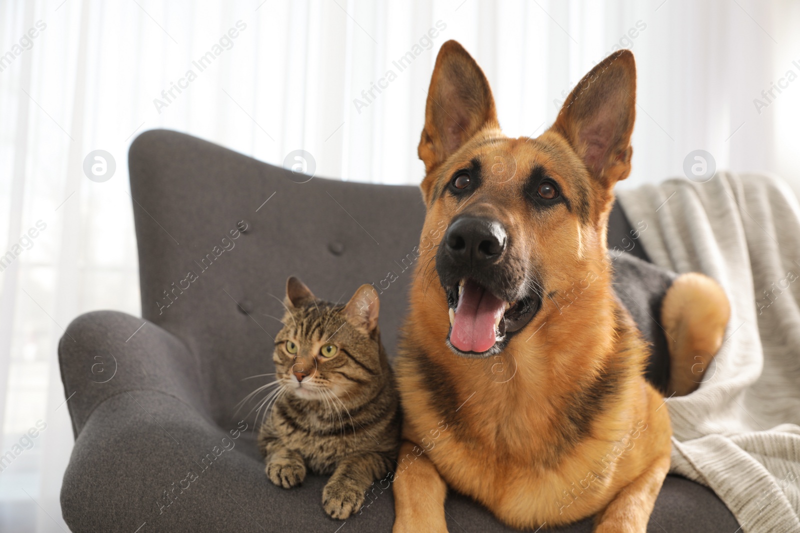 Photo of Cat and dog together on sofa indoors. Funny friends