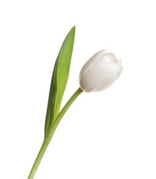 Photo of One beautiful delicate tulip isolated on white