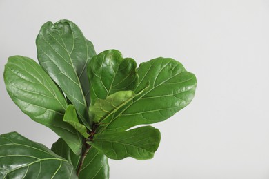 Fiddle Fig or Ficus Lyrata plant with green leaves on light grey background, closeup. Space for text