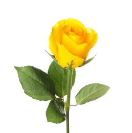 Photo of One beautiful yellow rose isolated on white