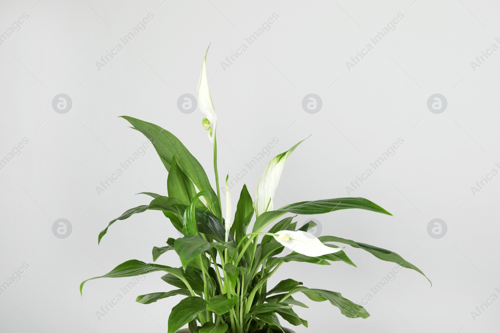 Photo of Beautiful Spathiphyllum home plant on grey background