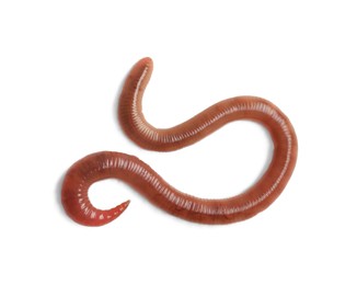 Photo of One earthworm isolated on white. Terrestrial invertebrates