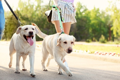 Photo of Owners walking their labrador retrievers outdoors on sunny day