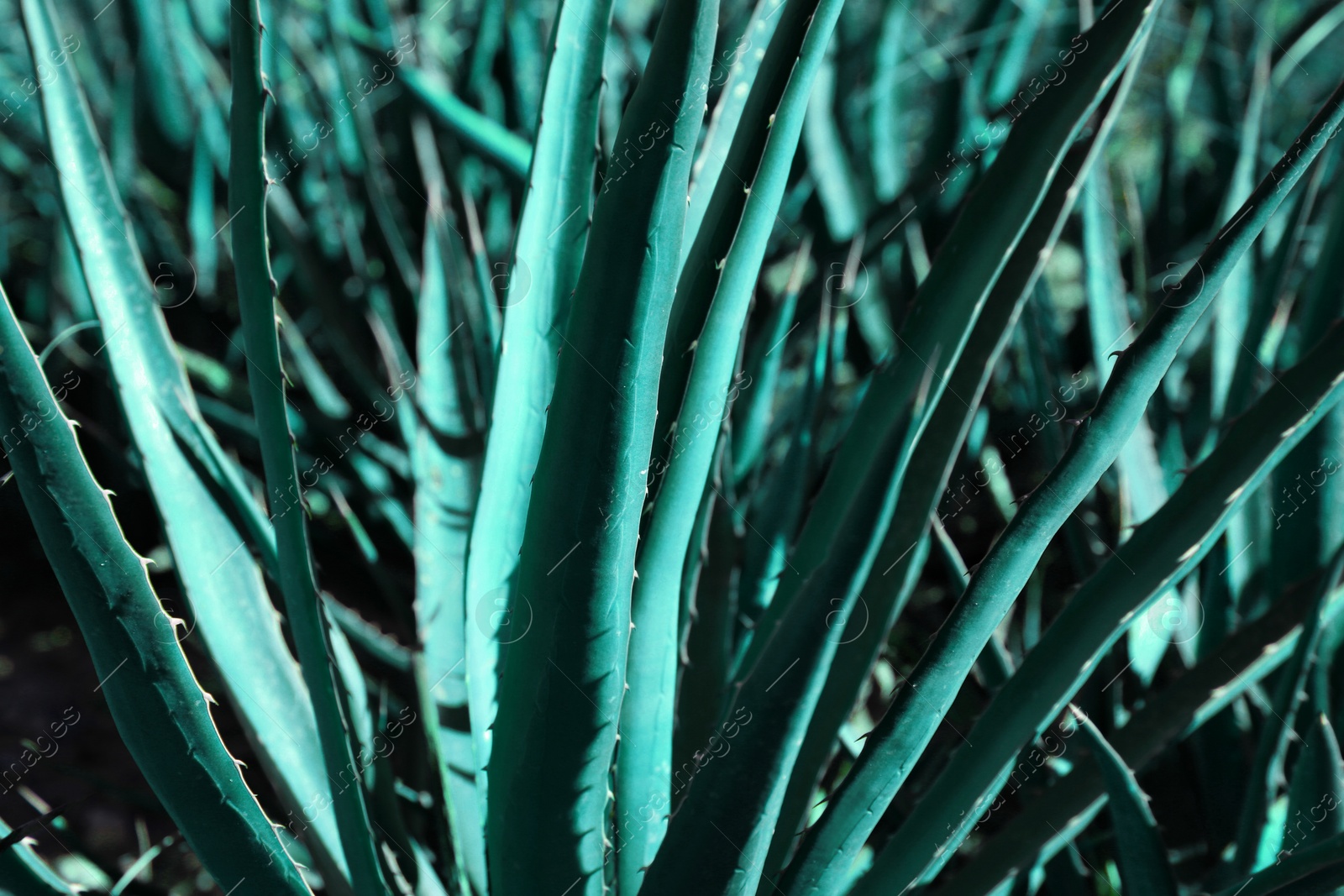 Photo of Closeup view of beautiful Agave plant growing outdoors