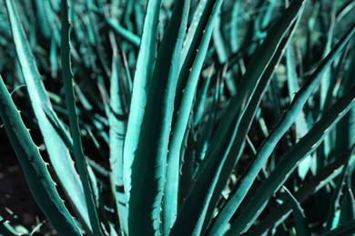 Photo of Closeup view of beautiful Agave plant growing outdoors