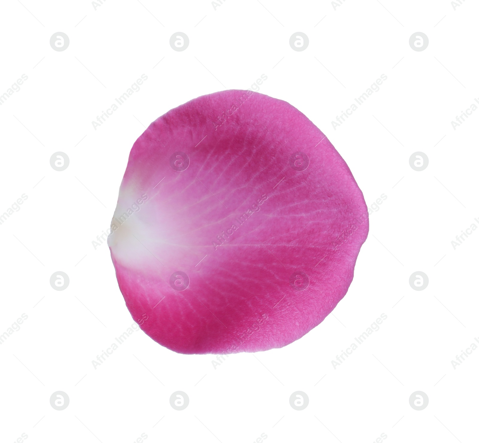 Photo of Pink rose flower petal on white background