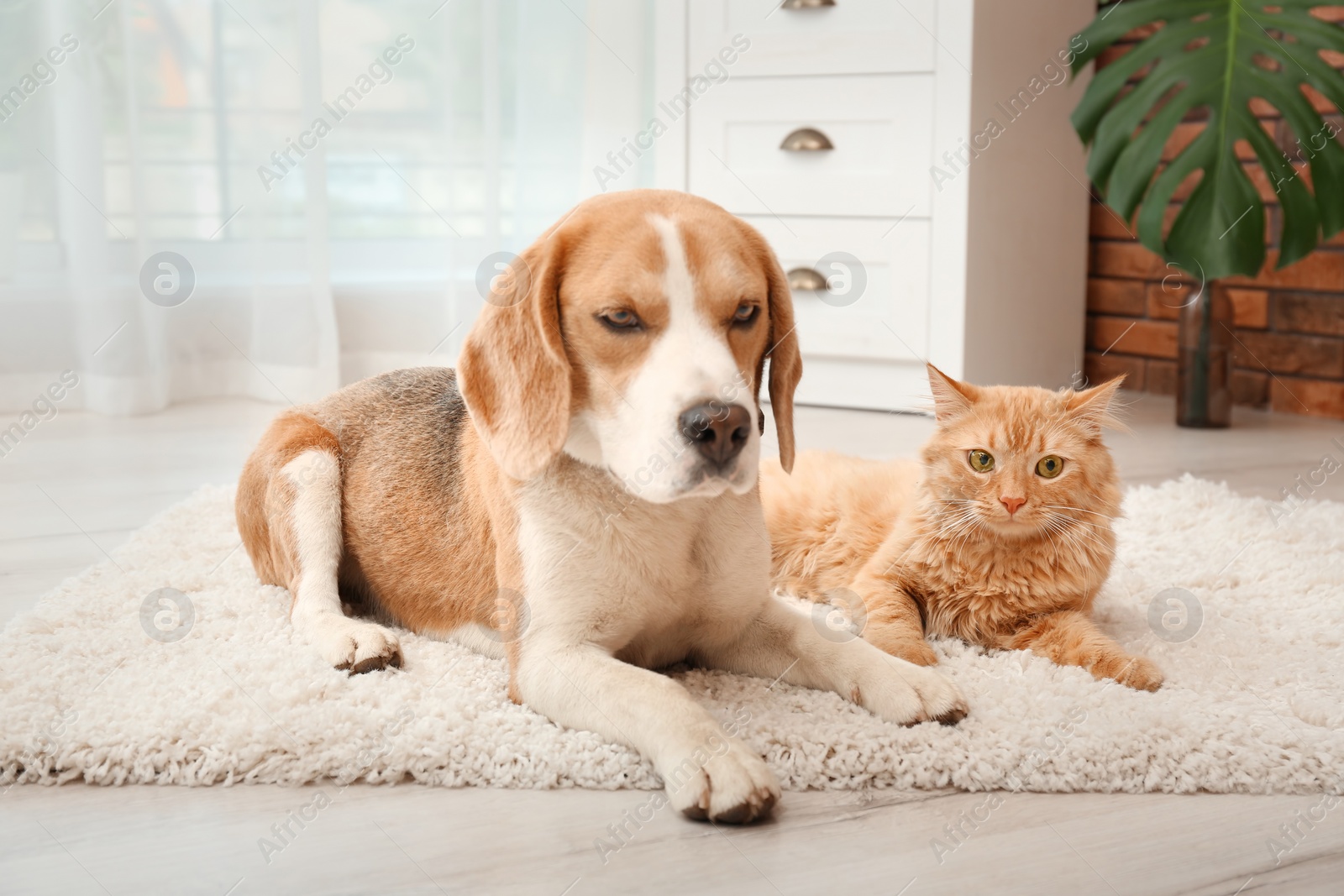 Photo of Adorable cat and dog lying on rug at home. Animal friendship