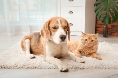 Adorable cat and dog lying on rug at home. Animal friendship