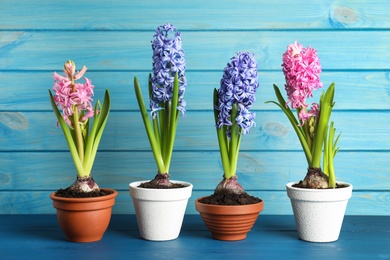 Photo of Different beautiful potted hyacinth flowers on blue wooden table