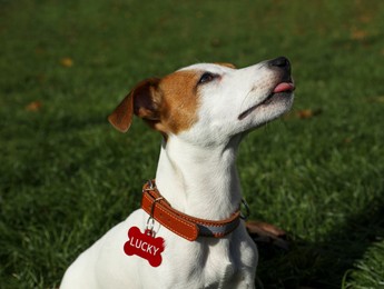 Image of Cute Jack Russell Terrier in dog collar with tag on green grass outdoors