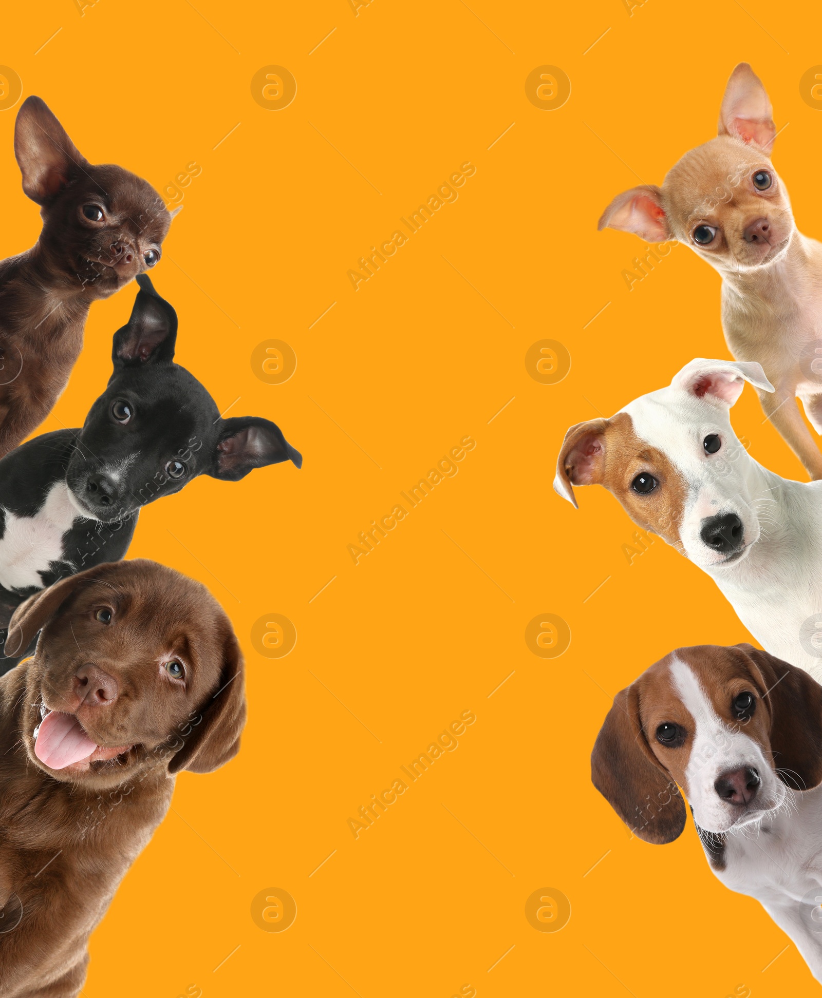 Image of Cute funny cats and dogs on orange background. Space for text