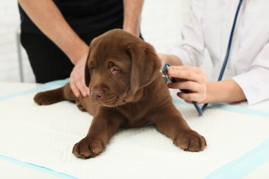 Photo of Man with his pet visiting veterinarian in clinic. Doc examining Labrador puppy