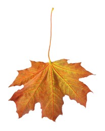 Photo of One maple leaf isolated on white. Autumn season