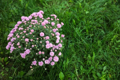 Beautiful blooming Chrysanthemum bush outdoors. Autumn flowers