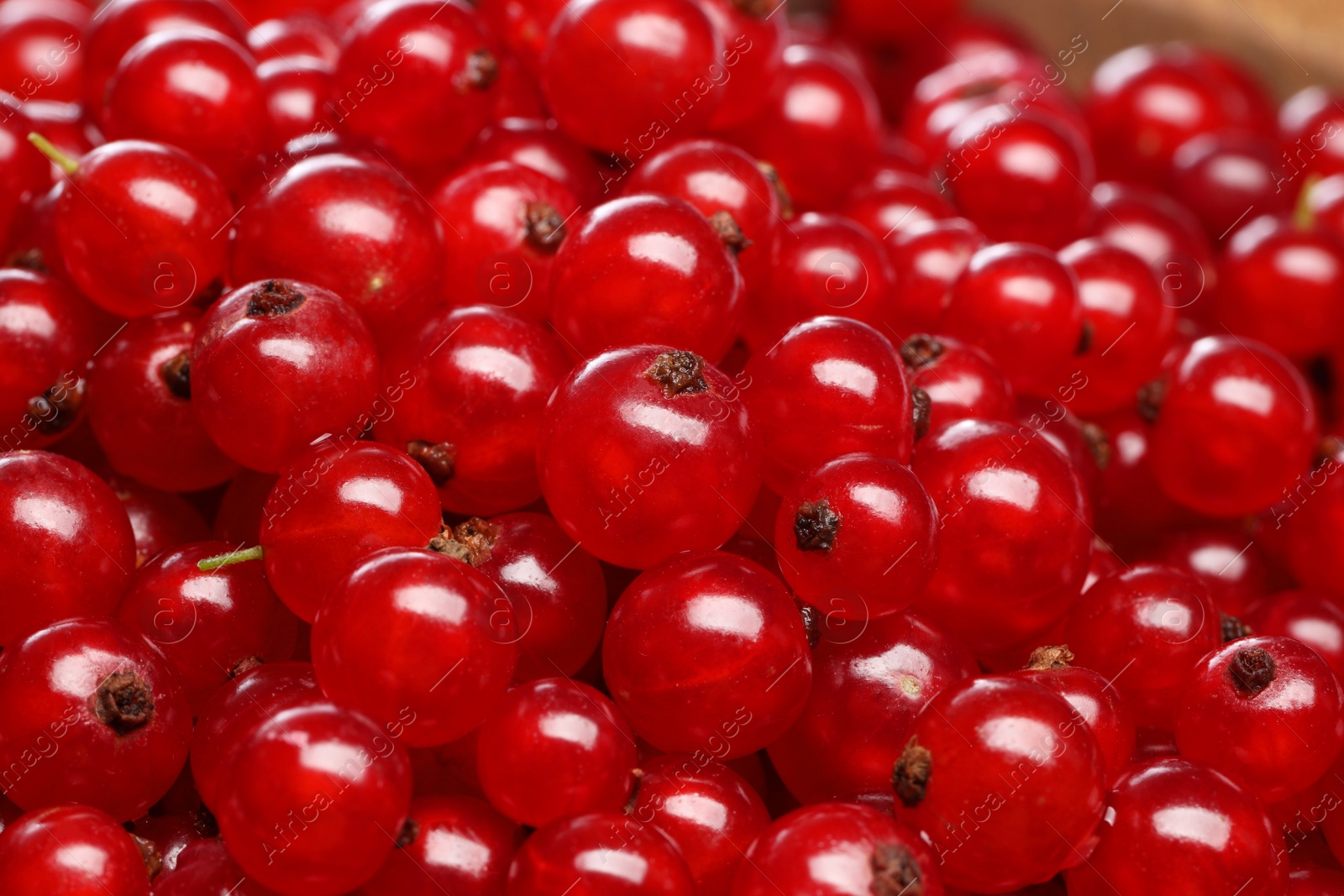 Photo of Many tasty fresh red currants as background, closeup