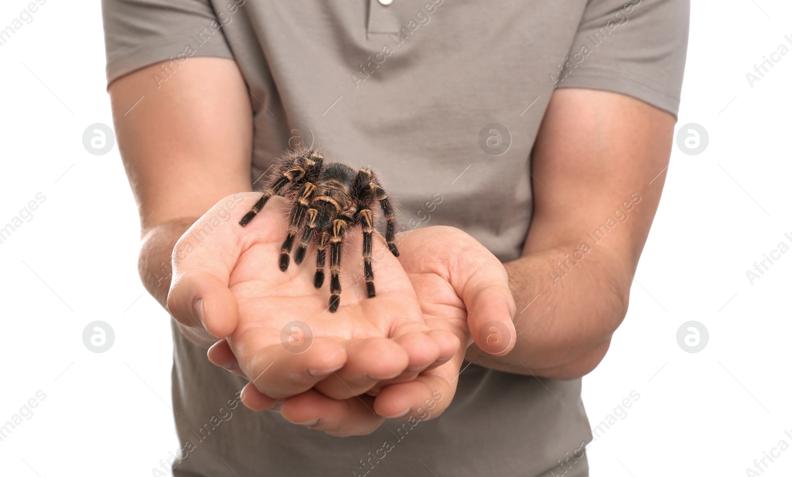 Photo of Man holding striped knee tarantula on white background, closeup