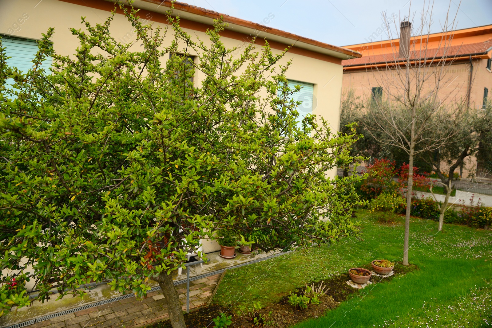 Photo of Beautiful garden with fresh green grass and trees on spring day