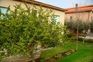 Beautiful garden with fresh green grass and trees on spring day