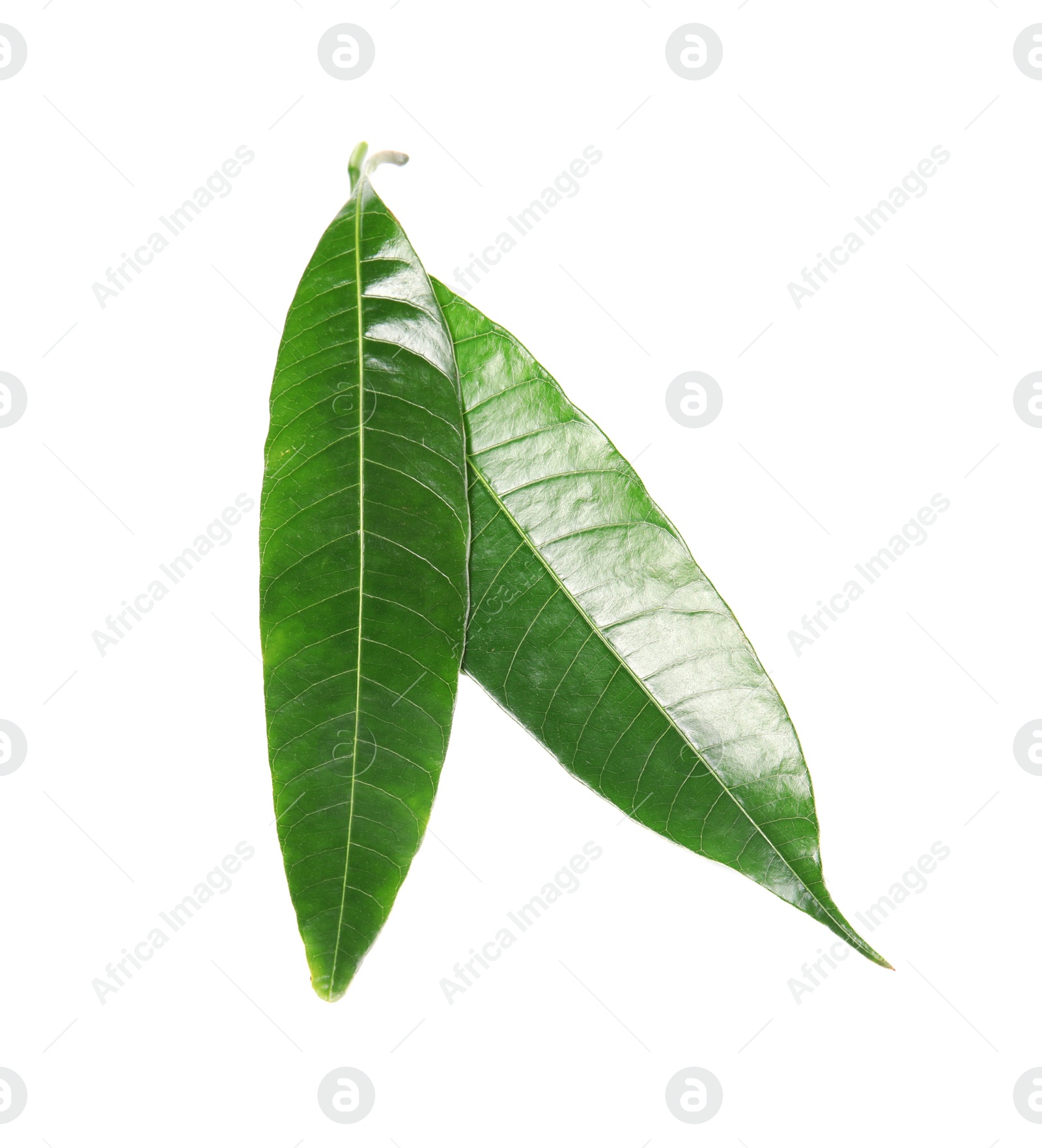 Photo of Fresh green mango leaves on white background