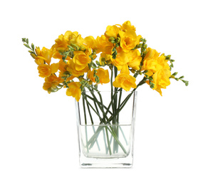 Photo of Beautiful blooming yellow freesias in glass vase isolated on white