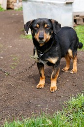 Photo of Adorable black dog on chain in village