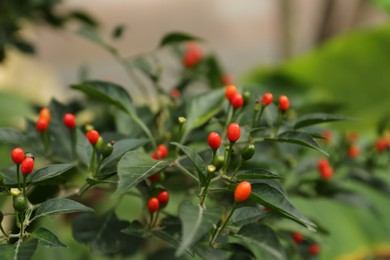 Chili pepper plant growing in garden outdoors, closeup