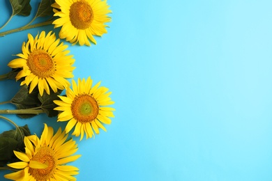 Photo of Beautiful bright sunflowers on light blue background, flat lay. Space for text