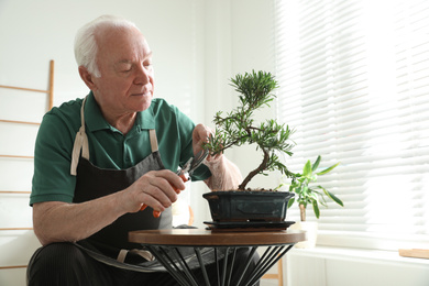 Senior man taking care of Japanese bonsai plant indoors. Creating zen atmosphere at home