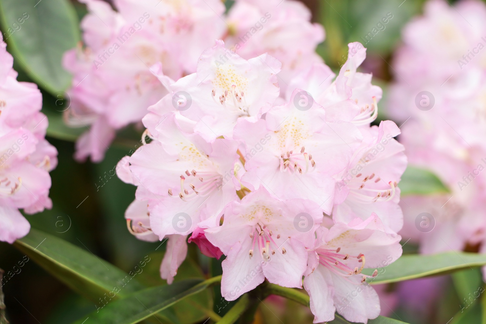 Photo of Beautiful rhododendron flowers on bush outdoors, closeup