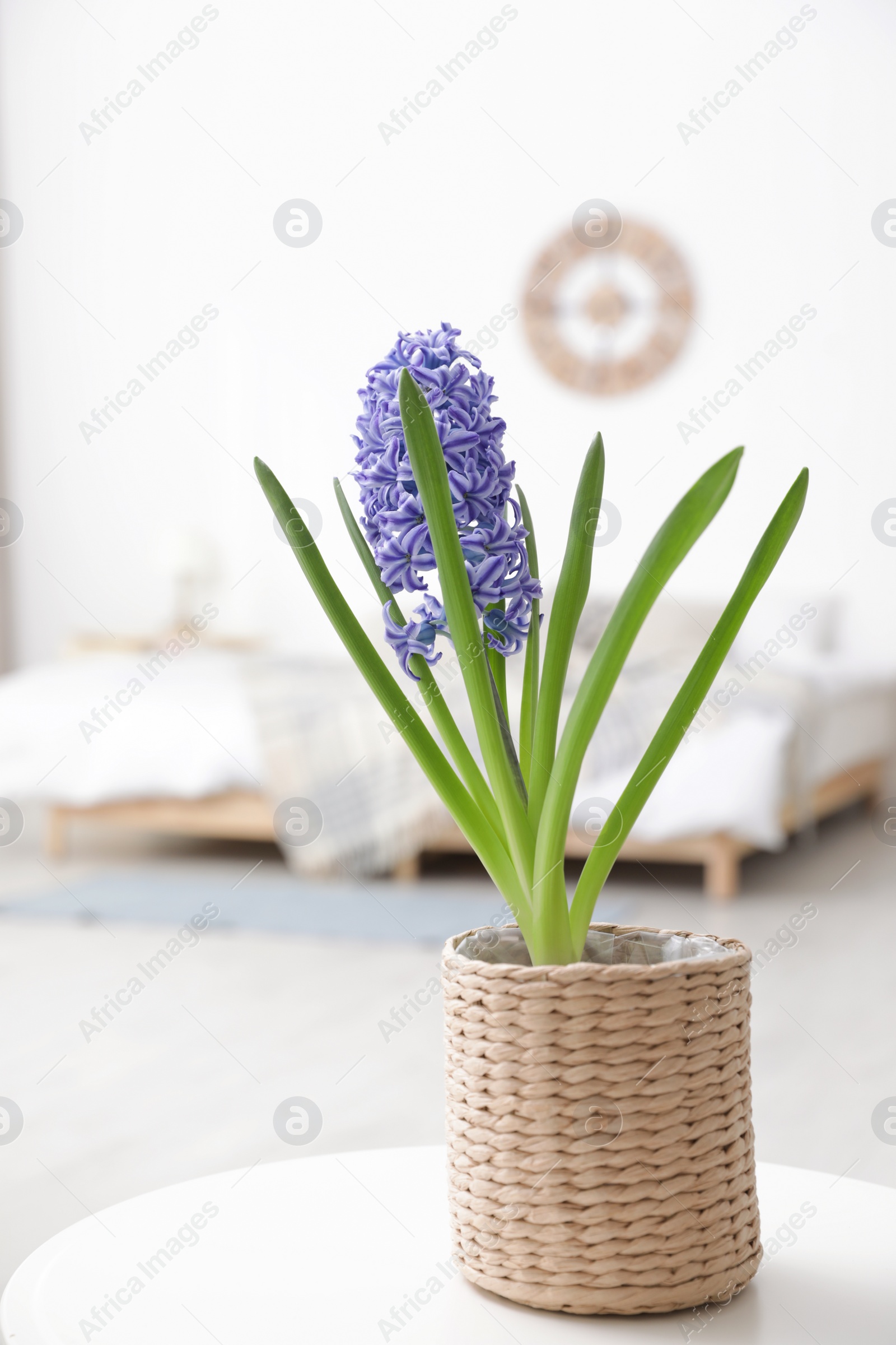 Photo of Beautiful hyacinth in wicker pot on table indoors. Spring flower