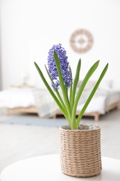 Photo of Beautiful hyacinth in wicker pot on table indoors. Spring flower