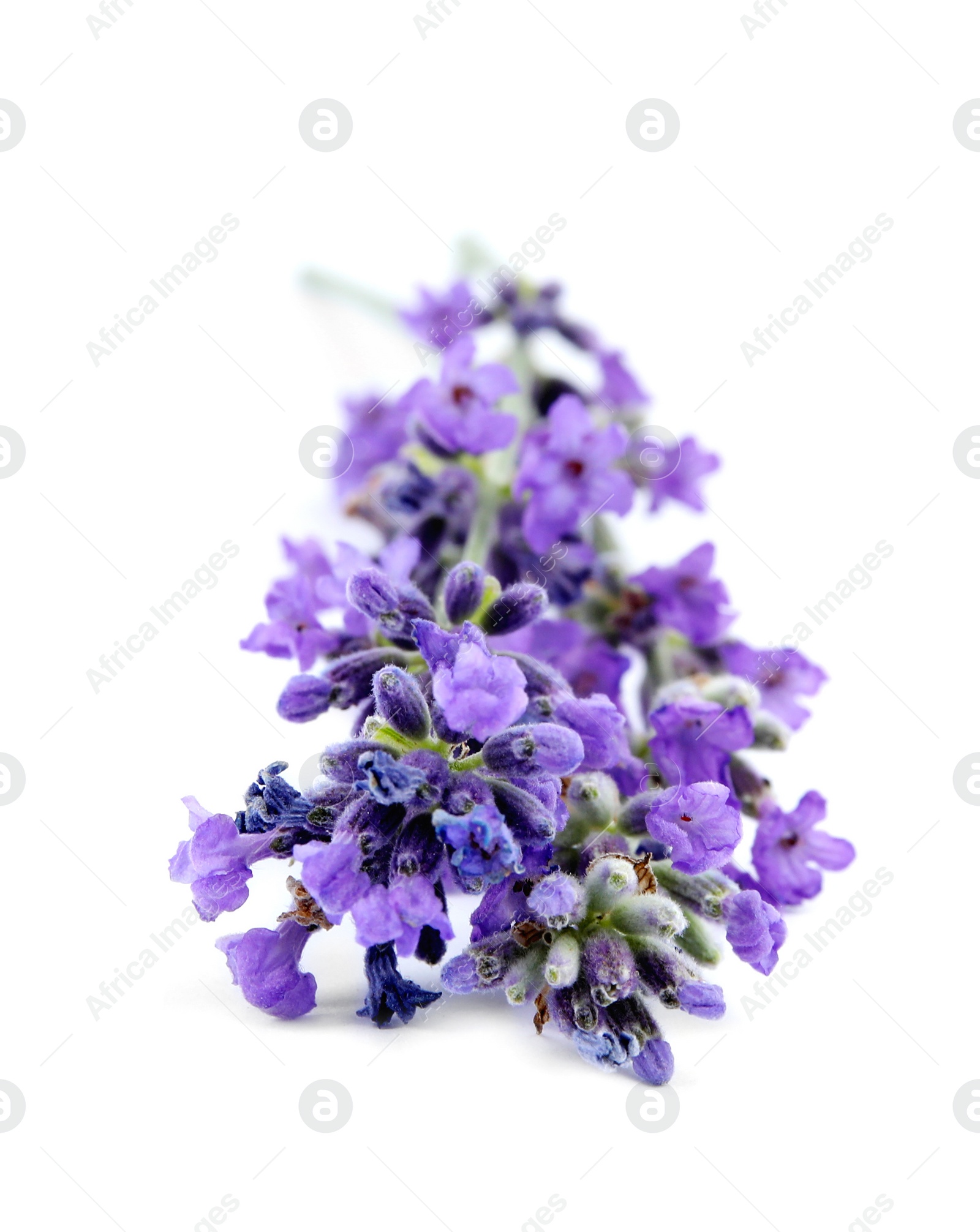 Photo of Beautiful tender lavender flowers on white background