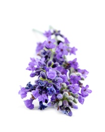 Photo of Beautiful tender lavender flowers on white background