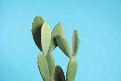 Photo of Beautiful cactus on light blue background. Tropical plant