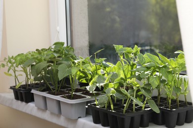 Photo of Seedlings growing in plastic containers with soil on windowsill indoors