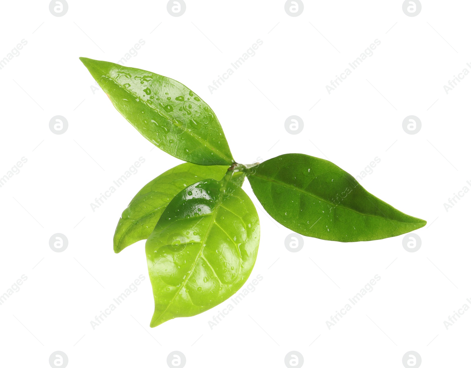 Photo of Fresh green coffee leaves isolated on white