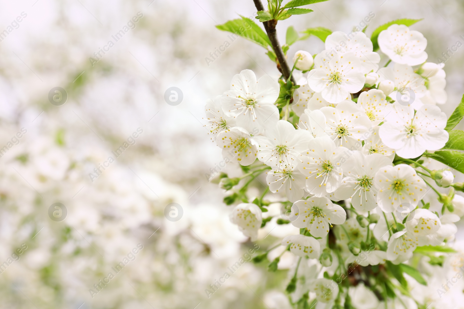 Photo of Beautiful blossoming tree branch on spring day