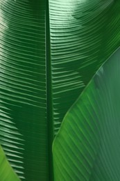 Photo of Beautiful green palm leaf as background, closeup view