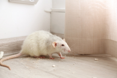 Photo of White rat on floor indoors. Pest control