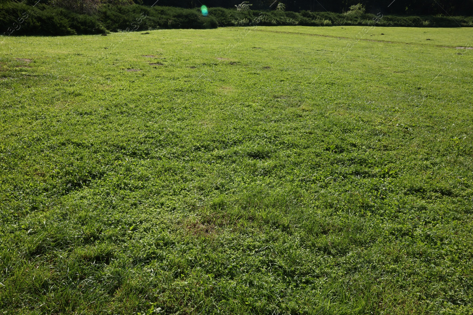 Photo of Beautiful lawn with vibrant green grass outdoors