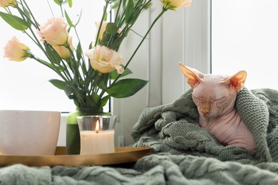 Photo of Beautiful Sphynx cat wrapped in soft blanket sleeping near window at home. Lovely pet