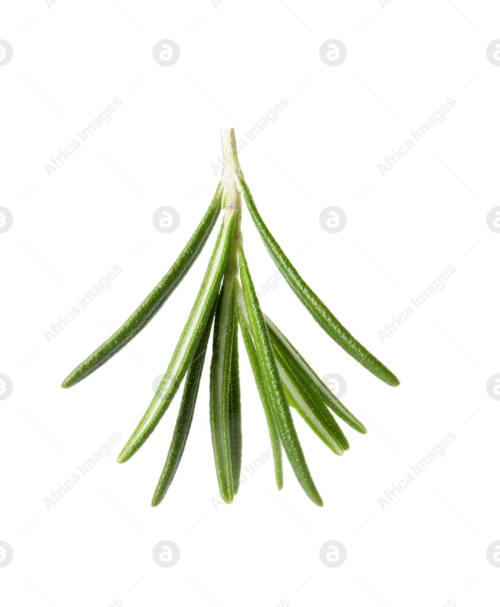 Photo of Fresh green rosemary leaves on white background