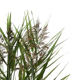 Photo of Beautiful reeds with lush green leaves and seed heads on white background, closeup