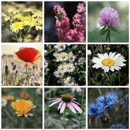 Collage with photos of different beautiful wild flowers