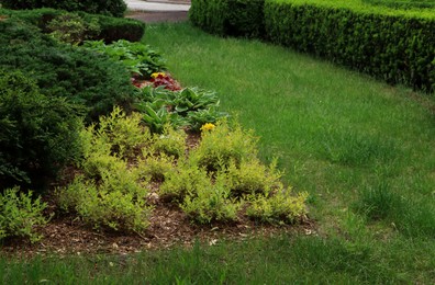 Many different beautiful plants outdoors. Gardening and landscaping