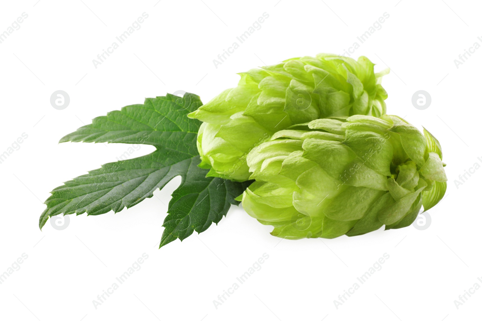 Photo of Fresh green hops with leaf on white background